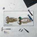 Search for mallards electronics Anas platyrhynchos