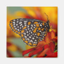 Recherche de zinnia magnets Jaune