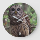 Recherche de chouettes horloges Faune