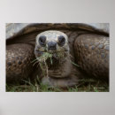 Search for marinelife posters Turtles