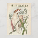 Search for galahs postcards Australia