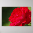 Search for rose macro posters Bloom