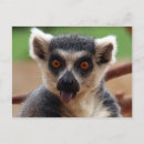 Recherche de lemur cartes postales Animaux