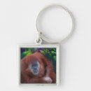 Search for orangutan keychains Ape