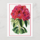 Recherche de rhododendron cartes postales Rouge