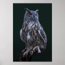 Recherche de owl posters Animal