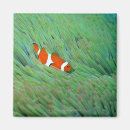 Search for up and fish magnets Animal