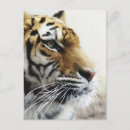 Recherche de tête tigre cartes postales Faune