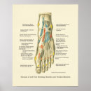 Recherche de interne anatomie posters Graphique