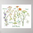 Search for herb illustration posters Watercolor