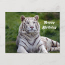 Recherche de tigre blanc vœux cartes Faune