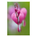 Recherche de rose macro posters Usa