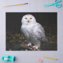 Recherche de hibou de neige Hibou des neiges