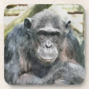 Search for chimpanzees coasters Primates