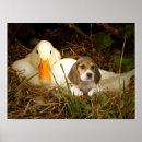 Recherche de beagles posters Dog