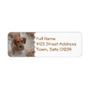 Search for rescue dog return address labels Puppies
