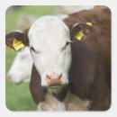 Search for cow head stickers Vertical