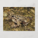 Recherche de crapaud cartes postales Herpétologie