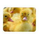 Recherche de young magnets Animals in the wild