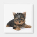 Search for terrier magnets Animal lovers