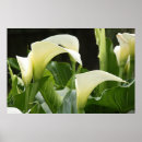 Recherche de de zantedeschia posters Calla