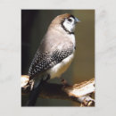 Search for facing postcards Bird