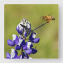 Recherche de fourmis horloges Abeille
