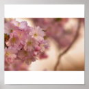 Recherche de cerisier japonais posters Fleurs de cerisiers