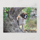 Search for playtime postcards Dog