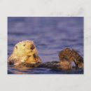 Recherche de loutres mer cartes postales Animal