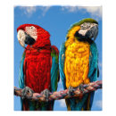 Search for bird scarlet macaw parrot art Wildlife