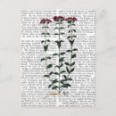 Search for carnation postcards Animals