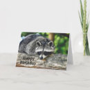 Search for raccoon birthday cards Racoon
