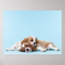 Recherche de cavalier spaniel king charles posters Dog