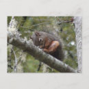 Search for fuzzy horizontal postcards Squirrel