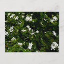 Search for jasmine flowers postcards Floral