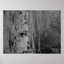 Recherche de arbre noir et blanc posters Bouleau