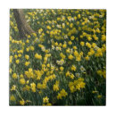 Recherche de fleur jonquille carreaux Narcisse