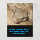 Search for boa Animal