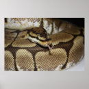 Recherche de python posters Royal
