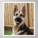 Recherche de alsaciennes posters Chiens de travail