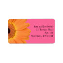 Search for gerber daisy labels Pink