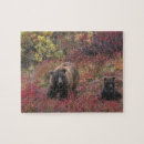 Recherche de ours puzzles Environnement