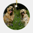 Search for flat coated retriever ornaments Goldie