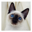 Recherche de peter posters Chat