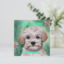 Search for maltipoo cards Dog lover