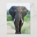 Search for elephant lovers postcards Jungle