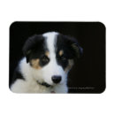 Recherche de semaine magnets Chiot