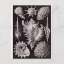 Recherche de haeckel cartes postales Ernst