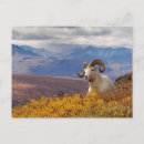 Search for animals of north america postcards Alaska